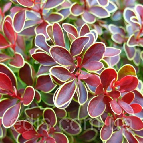 Барбарис Тунберга Golden Ring у контейнері