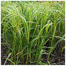 Спартина (контейнер 0,5л)