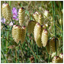 Трясунка Бриза (контейнер 0,5л)