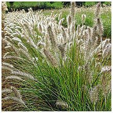 Пеннісетум лисохвостовий Ред Хед (контейнер 0,5л)