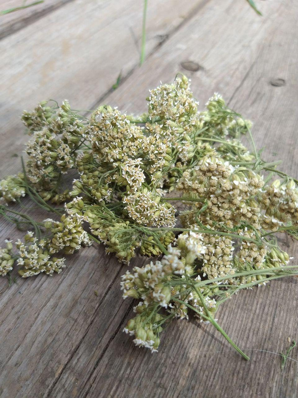 Суцвіття деревію білого, Achillea millefolium натуральний сухоцвіт, 20 шт