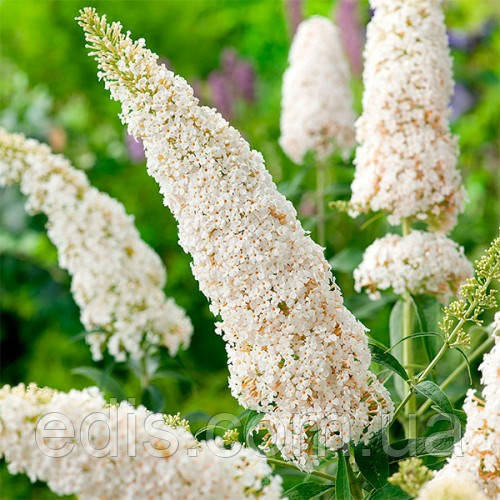 Буддлея Давида Nanho White (Нанчо Уайт) у контейнері