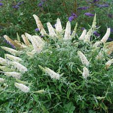 Буддлея Давида Nanho White (Нанчо Уайт) у контейнері, фото 4