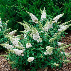 Буддлея Давида Nanho White (Нанчо Уайт) у контейнері, фото 2