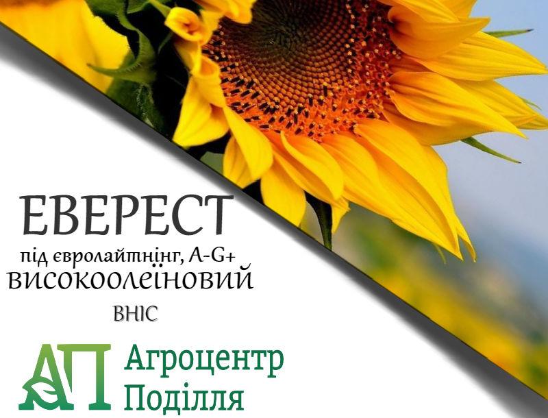 Семена высокоолеинового подсолнечника ЕВЕРЕСТ (ІМІ) стойкие к заразихе А-G