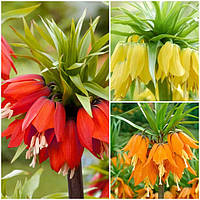 Фритиллярия