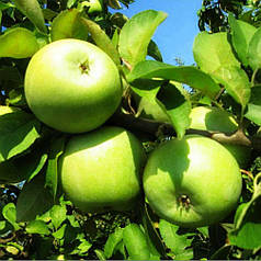 Човники яблуні Семіренко (дворічний)