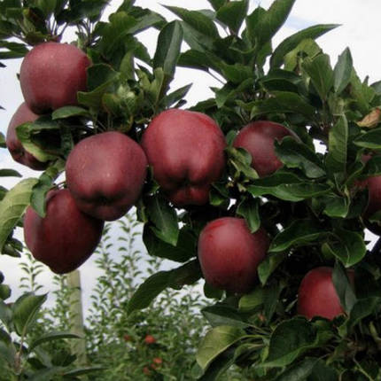 Саджанці яблуні Ред Чиф (однорічний), фото 2