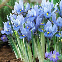 Ірис-підсніжник 5 шт reticulata Alida, цибулини 5/6 (крокус, тюльпан, проліски, первоцвіт)