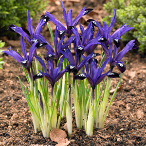 Ірис-підсніжник 3 шт reticulata Blue Note цибулини 5/6 (крокус), фото 1