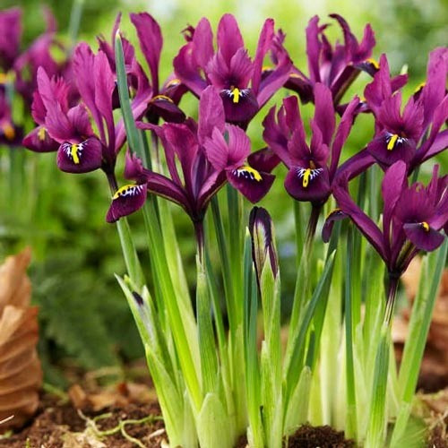 Ірис-підсніжувач reticulata J.S. Dijt цибулини (крокус, тюльпан, проліска, першоколір)