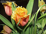Тюльпан бахромчастий Noranda (Норанда) цибулини оптом 30 шт./уп., фото 5