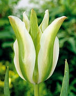 Тюльпан вірідіфлора Spring Green (Спрін Грін) 30 шт./уп. 10/11