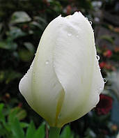 Тюльпан гибрид Фостера Purissima (Пуриссима) 11/12 30 шт./уп.