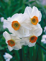 Нарцис багатоквітковий Geranium (Гєраніум) 3 шт./уп. каперс оптом 12/14
