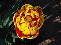 Тюльпан махровый поздний Golden Nizza (Голден Низа) 30 шт./уп.