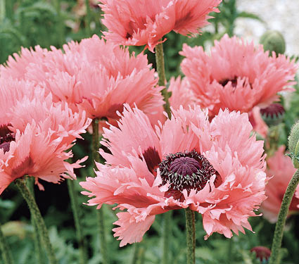 Мак многолетний Pink Ruffles