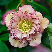 Морозник махровый Ellen Picotee ( Helleborus Ellen Picotee ) оптом