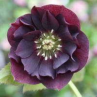 Морозник махровий Ellen Purple ( Helleborus Ellen Purple ) оптом