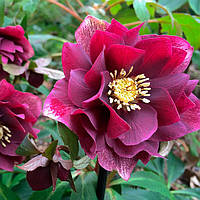 Морозник махровый Hybrids Red Promise ( Helleborus Red Promise ) оптом