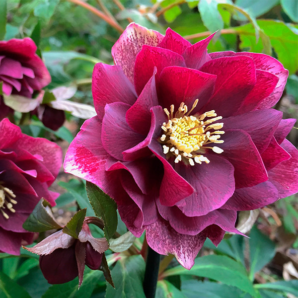 Купить Морозник махровый Hybrids Red Promise ( Helleborus Red Promise ...