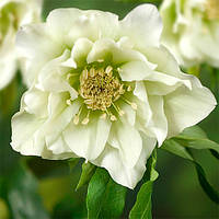 Морозник махровый Hybrids White Promise ( Helleborus White Promise ) оптом