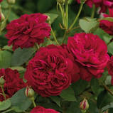 Троянда Дарсі Бассел (Darcey Bussell) клас А, фото 2