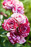 Троянда Спрей Арроу Фолі (Arrow Folies), клас АА, фото 5