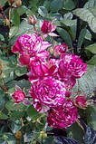 Троянда Спрей Арроу Фолі (Arrow Folies), клас АА, фото 7