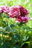 Троянда Спрей Арроу Фолі (Arrow Folies), клас А, фото 4
