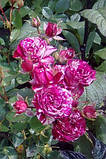 Троянда Спрей Арроу Фолі (Arrow Folies), клас А, фото 7