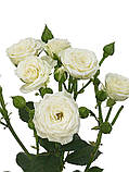 Троянда спрей Вайт Леді (White Lady) клас А, фото 2