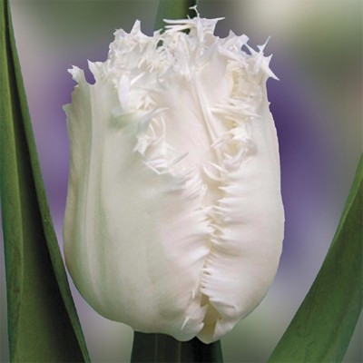 Тюльпан бахромчастий Honeymoon (Ханімун) оптом 30 цибулин/уп.