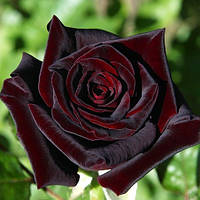 Троянда ч/г Блек Баккара (Black Baccara) клас АА