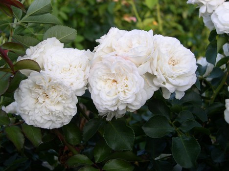 Троянда англійська Біла Сенсація (White Sensation) клас АА