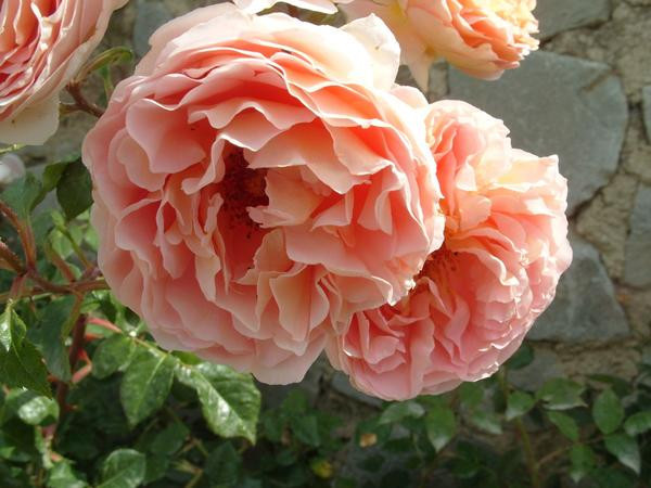 Троянда англійська Персикове диво (Peach Miracle) клас АА