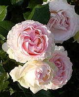 Троянда англійська в'юнка Heart of Rose (Серце троянди) клас АА