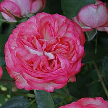 Троянда англійська в'юнка Pink Ice (Рожевий Лід) клас АА