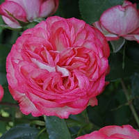 Троянда англійська в'юнка Pink Ice (Рожевий Лід) клас АА