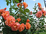 Троянда в'юнка Рожеві перли (Pink Pearls) клас АА, фото 5