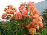 Троянда в'юнка Рожеві перли (Pink Pearls) клас АА, фото 6