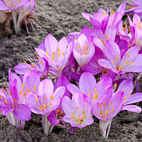 Колхикум (Пізньоцвіт) Cilicicum purpureum цибулини 18/20