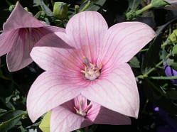 Платикодон рожевий Shell Pink (ширококолокольчик) кореневища оптом