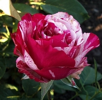 Троянда англійська Сатіна (Satina) клас А