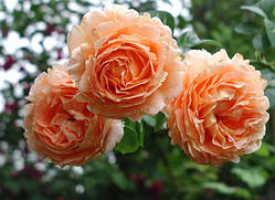 Троянда в'юнка Полька (Polka) клас А