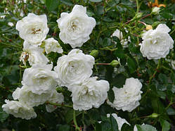 Троянда грунтопокривна Swany (Свани) клас А