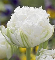 Тюльпан бахромчатый махровый Snow Crystal (Сноу Кристал) 10/11, 30 луковиц