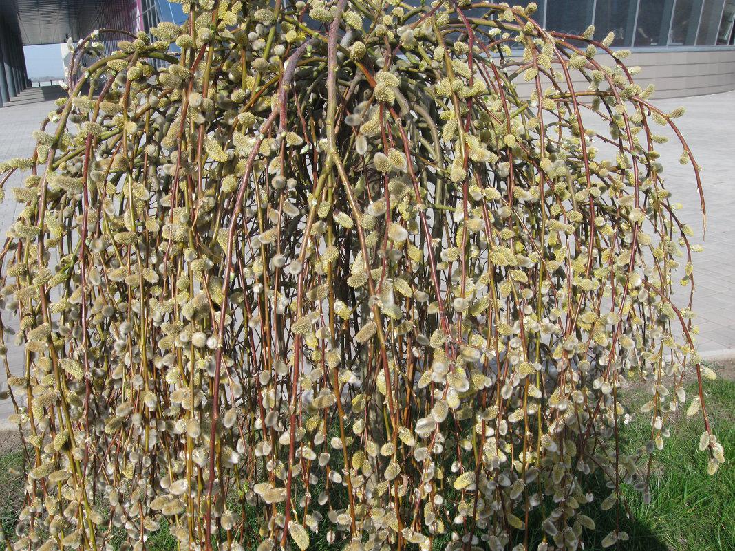 Купити Верба декоративна, ціна 35.60 грн - Prom.ua (ID# 1224883068)