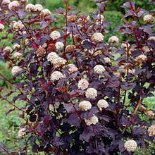 Пухиреплідник