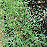 Осика повисла Blue Zinger P9